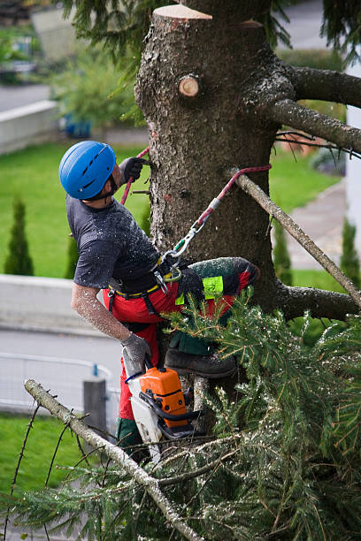 Best Lawn Dethatching  in Crandon, WI