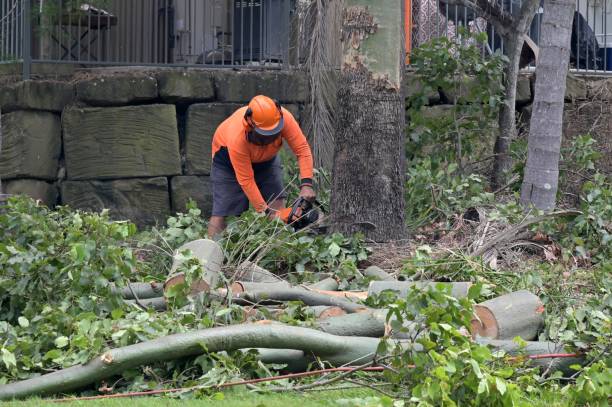 Best Commercial Tree Services  in Crandon, WI