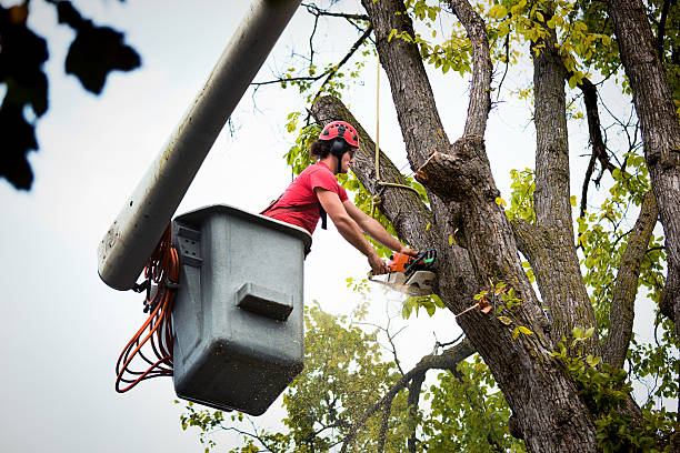 Best Storm Damage Tree Cleanup  in Crandon, WI